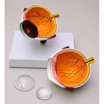 Full Eye Model