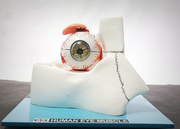 Anatomical Model Of Human Eye With Orbit